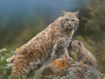 Bobcat and cubs
