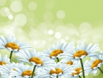 Daisies
