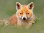 Fox puppy