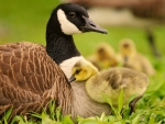 Goose mother