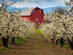 Red barn in spring