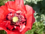 Garden poppy