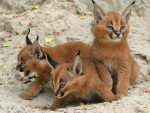 Bobcat cubs