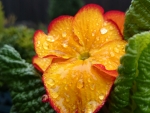 Polyanthus