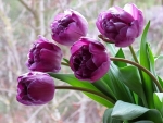 Purple Tulips