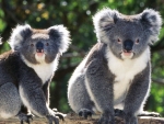 Koala bears