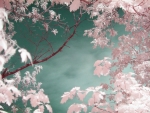 Infrared Pink Leaves