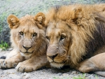 Lions