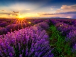 Lavender sunset