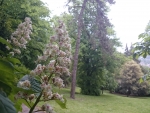 Horse Chestnut Tree