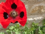 Red Poppy