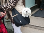 Puppy Handbag