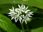 Ramson