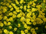 Yellow Spring Flowers