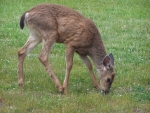 Deer in the yard