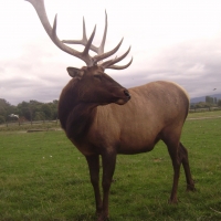 Majestic Elk