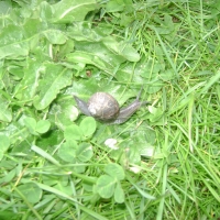 Garden Snail