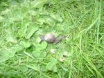 Garden Snail