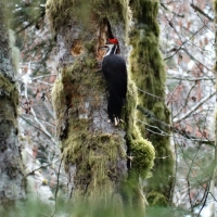 Red Crested Woodpecker