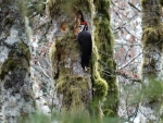 Red Crested Woodpecker