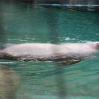 Walrus at the Zoo