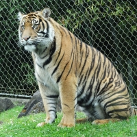 Chubby Tiger