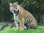 Chubby Tiger