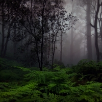 real scottish forest