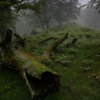 real scottish forest 2