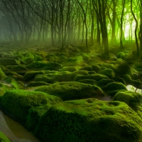 darkscape green light