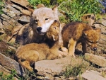 WOLF MOTHER AND PUPS