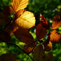 Orange Leaves
