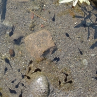 Tadpoles