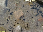 Tadpoles