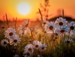 Daisies on Sun Shine