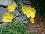 Yellow Poppy