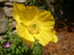 Yellow Poppy 1