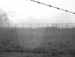 Spiders Webb
