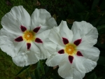 Cistus Alan Fradd (Rockrose)