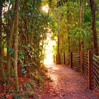 Eungella National Park