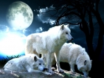 White wolves