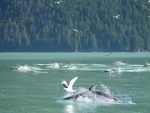 Dolphins and Gulls
