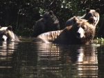 Grizzly and Four Cubs