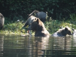 Grizzly and Young Cubs