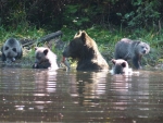 Grizzly and Four Younger Cubs.