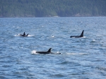 Orcas off Vancouver Island.