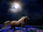 Solitary gallop in the moonlight..