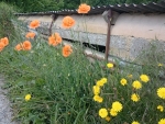 Flowers By A Barn