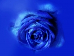 Exquisite blue rose!