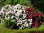 Rhododendron